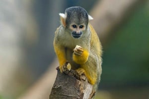 Puerto Plata: passeio de macacos e visita a vacas e porcos