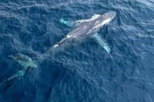 Puerto Plata: Whale Watching & Bacardi Island Day Trip