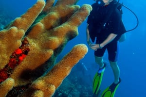 Punta Cana: tour con 2 immersioni per sub certificati