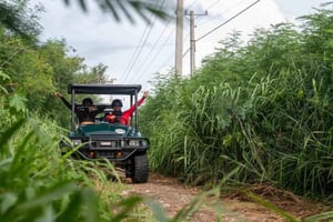 Punta Cana: excursão de 1 dia pela Rota da Arte e da Floresta com almoço