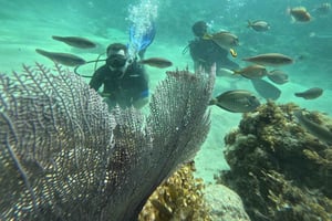 Punta Cana: scopri le immersioni subacquee per principianti