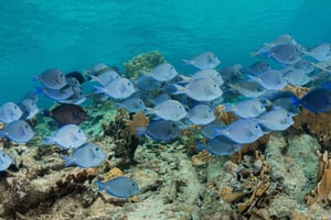 Punta Cana: Privat snorklingstur till Catalina Island med