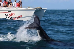 Punta Cana : excursion privée d'observation de baleines à Samaná