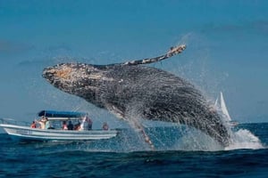 Punta Cana: Hvalobservation i Samaná-bugten og Cayo Levantado