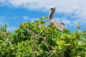 Sabana de la Mar : Excursion d'une journée dans le parc national de Los Haitises Gratuit