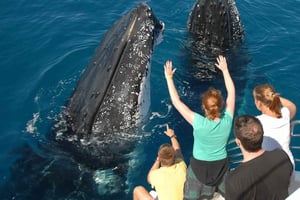 Samaná: Avistamiento de ballenas jorobadas de medio día