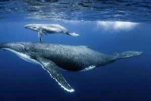 Samaná: Hvalsafari i Samaná-bugten med drikkevarer