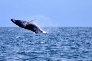 From Bayahibe: Samanà Whale Watching and Bacardi Island Tour