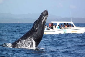 Samaná: Osservazione delle balene e tour dell'isola di Cayo Levantado