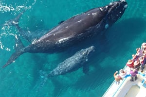 Samaná: osservazione balene, Cayo Levantado e tour di El Limón