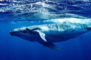サマナ：ガイド付きホエールウォッチングツアー