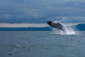Samaná: walvissafari met snacks
