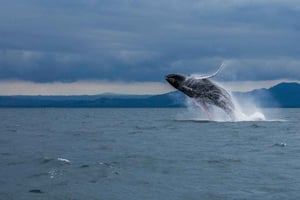 Samaná: Hvaludflugt med snacks