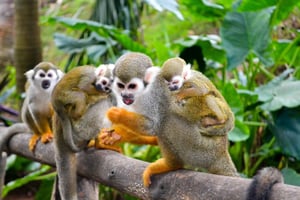 Excursão em terra: Cachoeiras de Damajagua e encontro com macacos