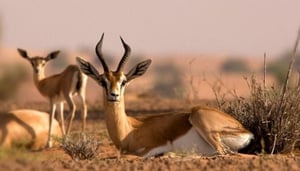 Dubai Desert Conservation Reserve