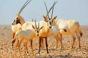 Утренняя поездка в пустыню Дубая с впечатлениями о дикой природе