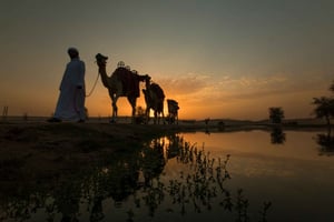 Dubai: Evening Camel Trekking & Dinner at Al Marmoom Oasis