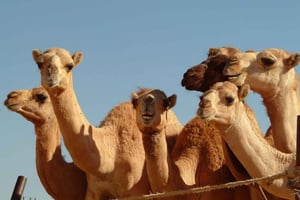 Al Ain Garden City Full-Day Sightseeing Tour