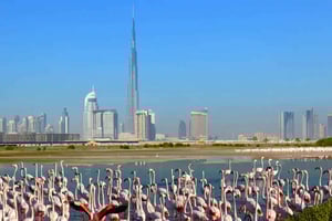 Ras Al Khor Wildlife Sanctuary med stadsvandring i Dubai