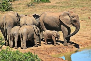1/2 Day Phezulu Safari Park & Natal Park from Durban