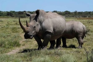 Popołudniowe safari z Durbanu