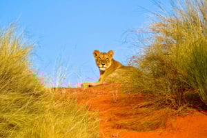 Durban: Safari Hluhluwe Imfolozi e Tour iSimangaliso