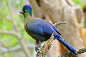 ダーバン：セントルシア鳥観察ツアー