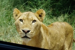Vanuit Durban: Safari & PheZulu-dorpentocht