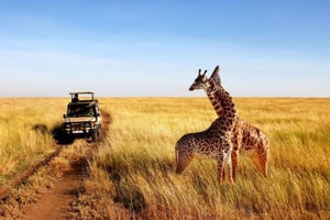 Half Day Safari from Durban of Phezulu Safari