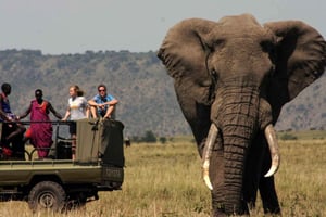 Half Day Tala Game Reserve & Natal Park from Durban