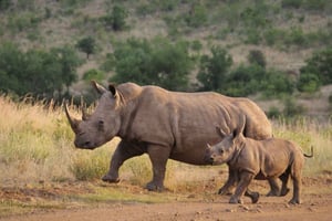 Half-Day Tala Game Reserve & Phezulu Safari Park from Durban