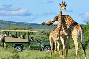 Phezulu Safari Park & Mandelan vangitsemispaikka Puolipäiväinen retki