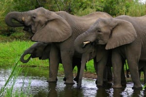 ダーバン発、タラ野生動物保護区、ナタルパーク、フェズル1日ツアー