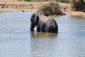 Addo : Addo Elephant National Park Safari Tour