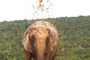 Addo grote 5 rondreis