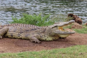 Safari all'alba - attraverso il Parco Addo fino alla riserva di Schotia