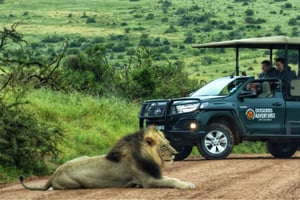 Parque Nacional del Elefante Addo: Safari de un día con almuerzo