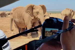 Addo Elephant National Park: Safári de dia inteiro com almoço