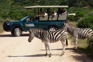 Addo Olifant Nationaal Park: Begeleide halve dag safari