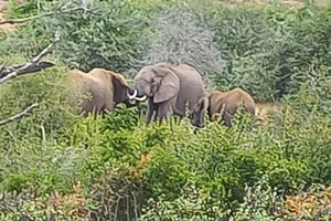 Parque nacional do elefante de Addo e excursão em terra com almoço