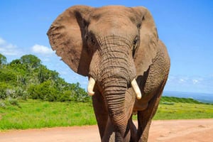 Safari privado de dia inteiro no Addo Elephant National Park