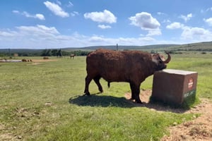 Puerto Elizabeth: Excursión y safari por la costa del Parque de Elefantes de Addo