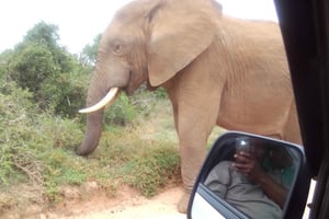 Safari de dia inteiro no Addo Elephant / Excursões em terra