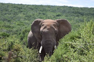 Addo Elephant Park: safári saindo de Port Elizabeth