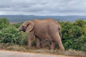 PARCO DEGLI ELEFANTI DI ADDO
