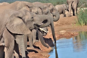 Addo National Park: Safaritour van een hele dag