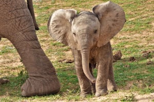 Addo nasjonalpark: Guidet halvdagssafari