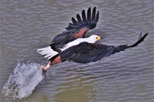 Addo River Safari - wycieczka z przewodnikiem kajakiem