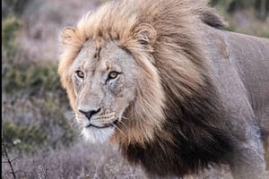 Addo Wildlife Reserve Sunset Safari + Bush Dinner: Gqeberha