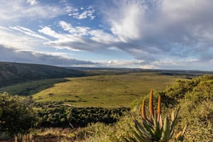 Reserva de caza de Amakhala: safari guiado de medio día por los 5 grandes